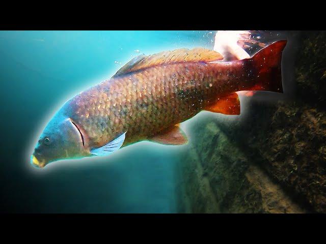 Fishing the deep clear canal - Carl vs Alex Ep 2