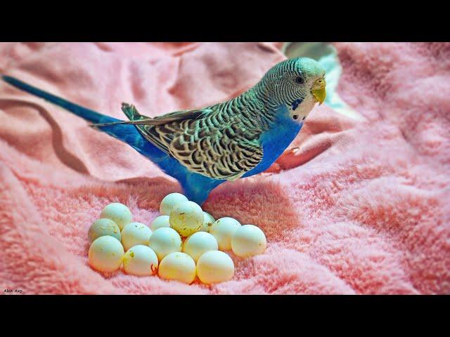 Egg Candling & Budgie Eggs Infertile