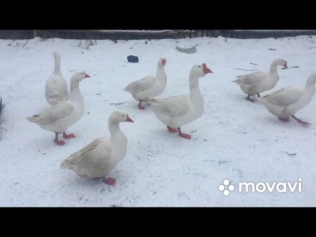 Сроки ЯЙЦЕКЛАДКИ гусей Линда