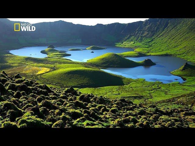 Kehidupan Flora dan Fauna Liar Pulau-Pulau di Eropa | Nat Geo Wild