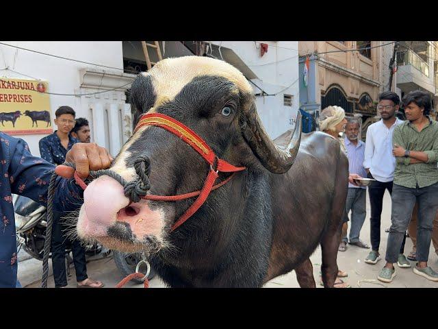 Chittaboina Laddu Yadav Bull 2022 | Chappalbazar Laddu Yadav Sadar 2022