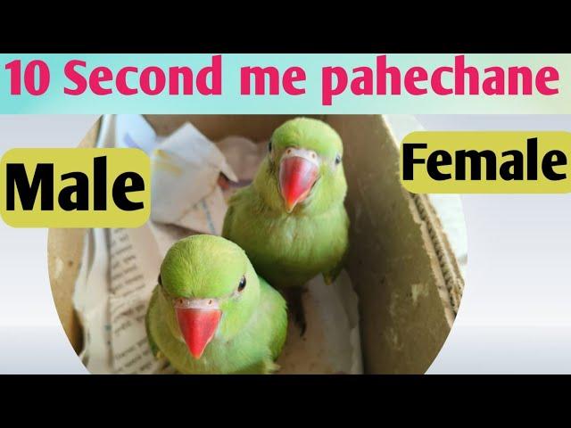 Green ringneck chicks male female difference|how to choose male & female baby parrot