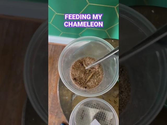 Feeding my panther chameleon