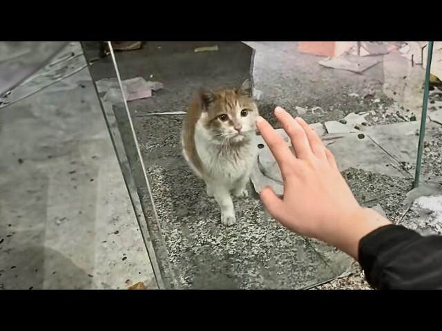 The orange cat was abandoned in an abandoned shop to die until a girl passing by heard her cries.️