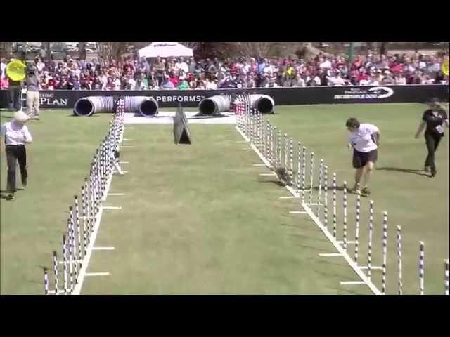 30 Weave Pole Finals - 2014 Purina® Pro Plan® Incredible Dog Challenge Eastern Regionals