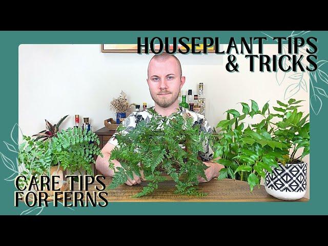 Care Tips For Ferns | Houseplant Tips & Tricks Ep. 14