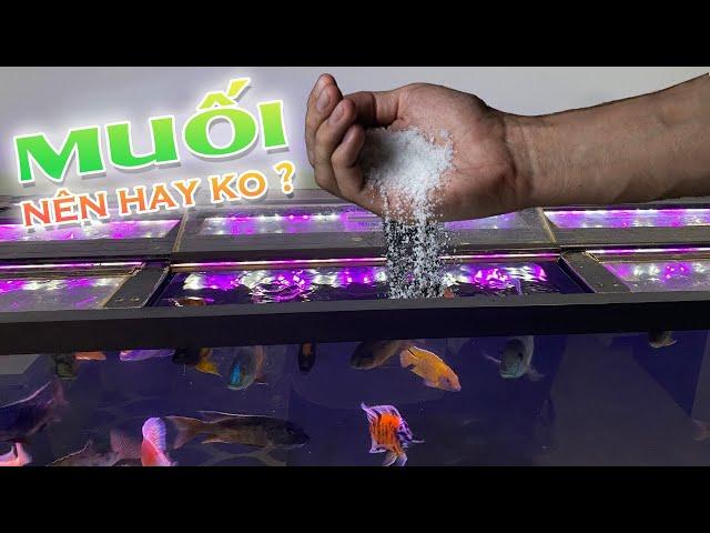 The effect of salt on freshwater aquarium fish!!! Should or not?