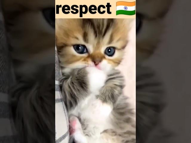 respect video  #shorts #viralpet #love