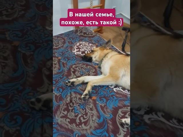 Самый наглый член семьи #собака #dog #shorts #ялюблюсобак Скай, Нефть, Рекс #рекс
