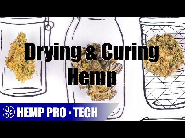 Drying And Curing Medicinal Hemp