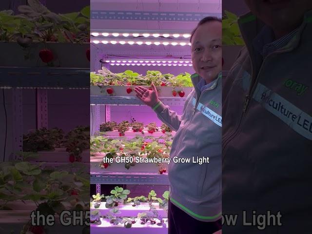 Which Spectrum is better for Indoor Vertical Farming Hydroponics Strawberries? #farming #cultivation