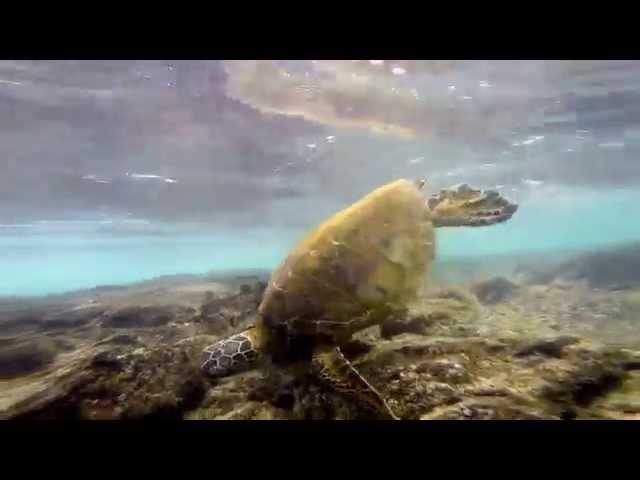 Snorkeling at Kahaluu Beach Park, Hawaii