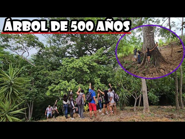 Así de hermoso se ve un árbol de 500 años de antigüedad.