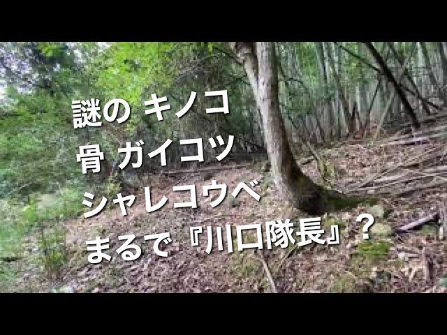 謎の キノコ 骨  ガイコツ シャレコウベ  まるで『川口隊長』?