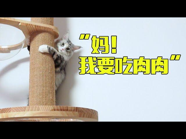 缅因猫也太黏人了吧，像狗一样随叫随到！原来真相是这样的！