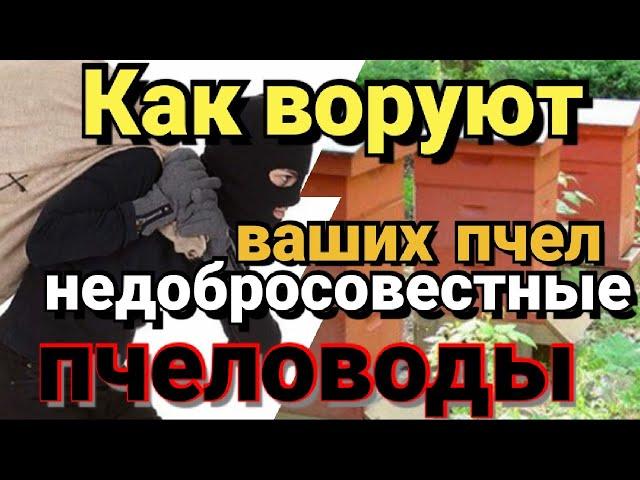 Как воруют ваших пчел.