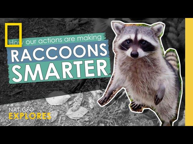 How our actions are making raccoons smarter | Webby Award Winner | Nat Geo Explores