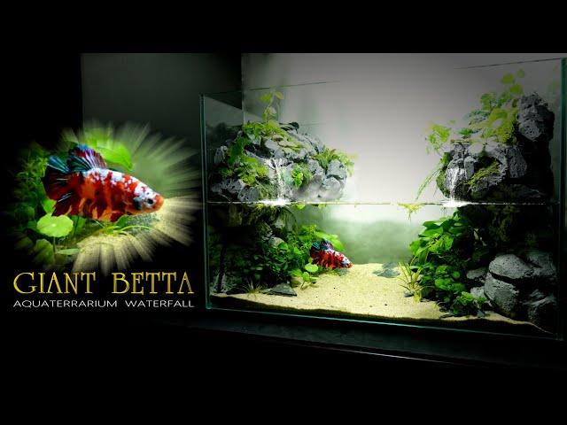 Giant Koi Betta in Two Waterfalls In Aquaterrarium Stepbystep l no Filter,no Co2 l Paludarium