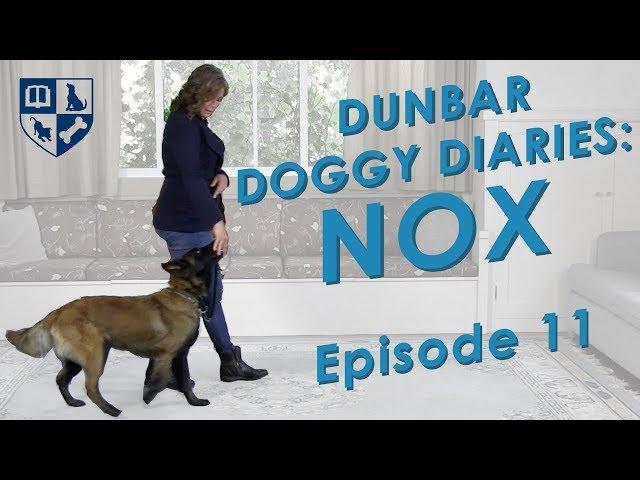 Dunbar Dog Diaries #11 - Loose leash walking and heeling.