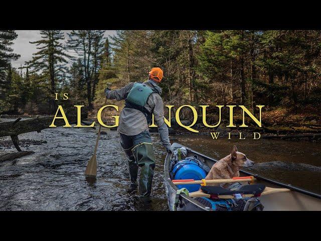 Is Algonquin Wild? - An Algonquin Park Canoe Story (4K - HDR)