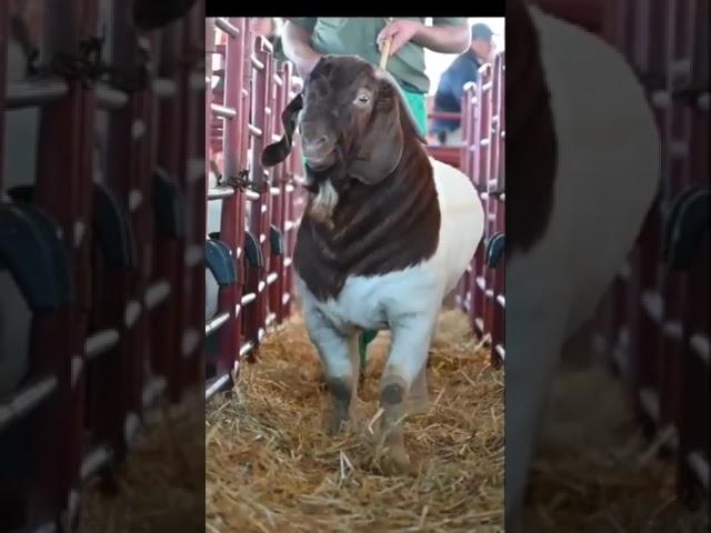 Boer Goats Greyling