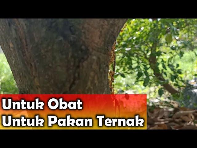 Peluang Budidaya Semut Rangrang Penghasil Kroto Banyak Manfaatnya