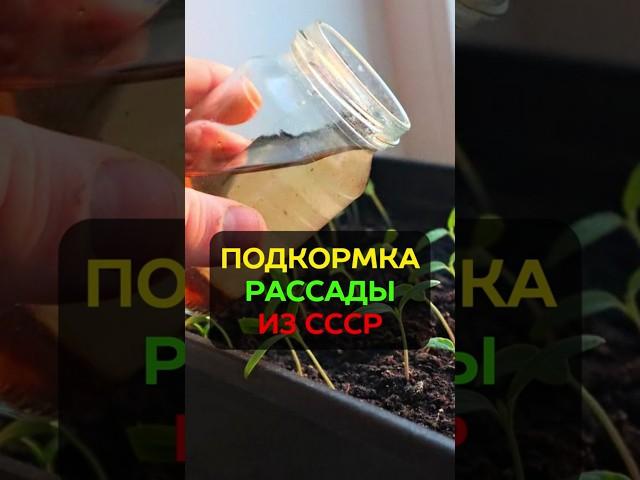 Лучшая подкормка рассады: удобрение из СССР #огород #сад #подкормкарассады #удобрение #рассада #дача