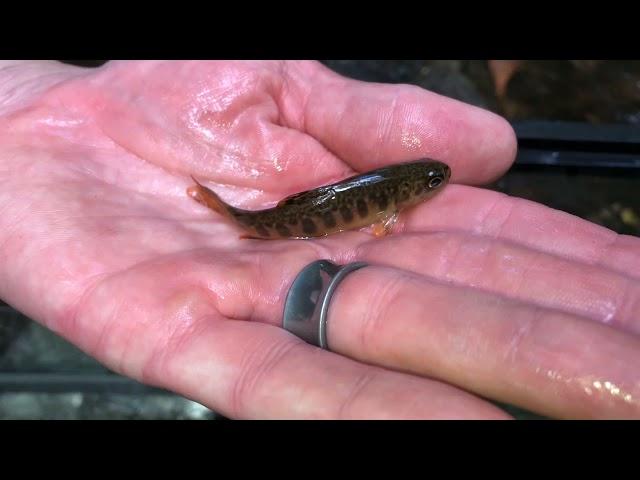 Introduction to Brook Trout in Pennsylvania