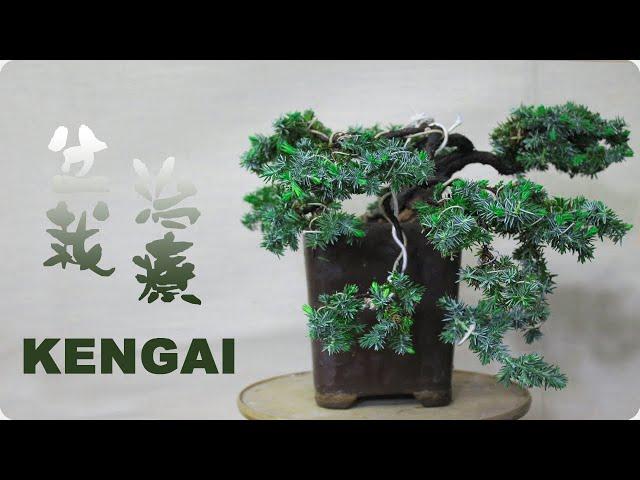 Cómo se hace Kengai - Estilos de Bonsai