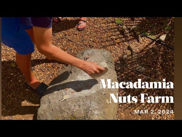 Beautiful Hawai’i 2024 | Macadamia Nuts Farm
