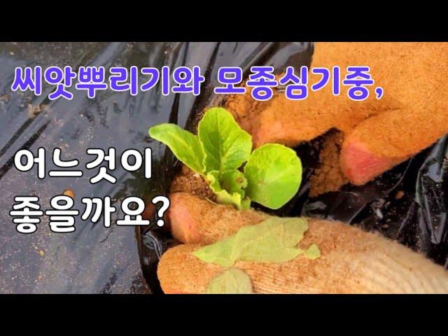 주말농장, 텃밭 초보자를 위한 가이드 #4 작물 심기와 재식거리