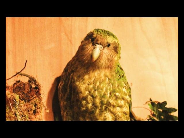 Newborn - Kakapo (2005)