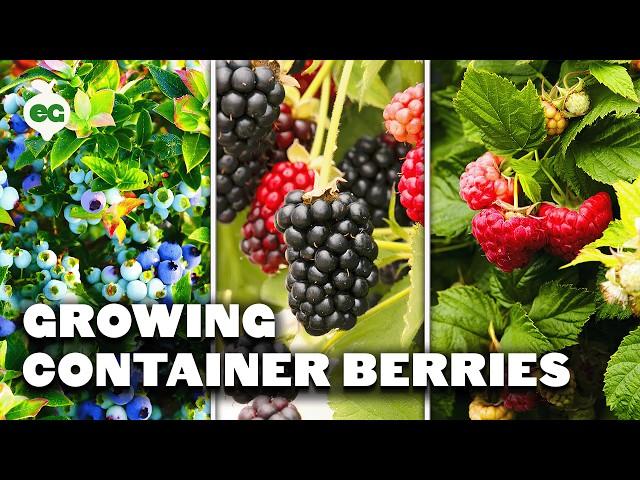 How to Grow Raspberries, Blueberries, and Blackberries in Containers