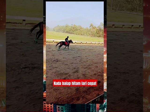 Kuda balap hitam lari cepat #shorts #kuda #kudambalap #kudabalap #pacuankuda #horse #animals