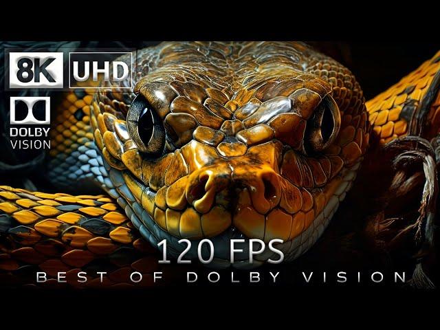 8K Video Ultra HD 120 | Best of Dolby Vision 8K 120fps