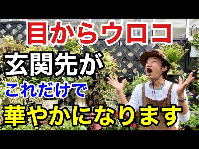 【誰でもできます】玄関先を飾る絶対テクニック教えます　【カーメン君】【園芸】【ガーデニング】【初心者】