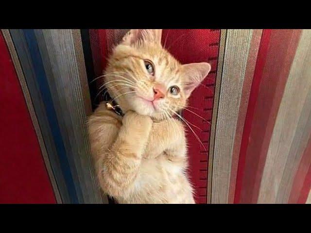 10 Minutes of Adorable cats and kittens videos to Keep You Smiling! 