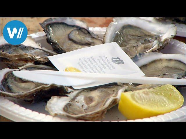 Die Austern von Arcachon (360° - GEO Reportage)