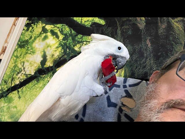 Cockatude: cockatoos with attitude: Chloe Sanctuary LIVE