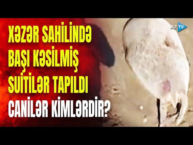 Novxanıda suitələrə qarşı amansız "terror": başları kəsilib - DƏHŞƏTLİ GÖRÜNTÜLƏR