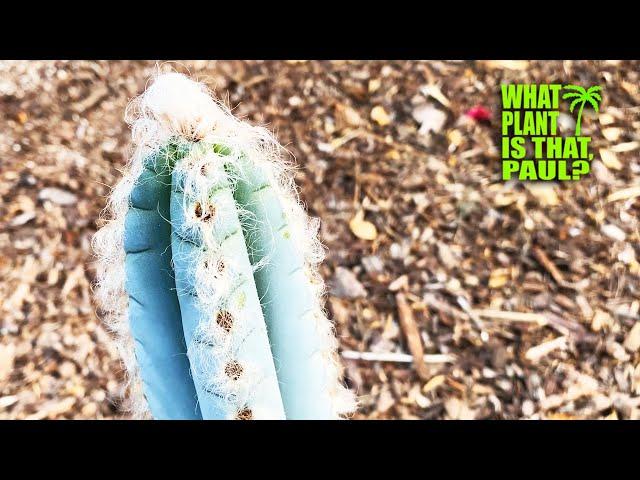 Pilosocereus Leucocephalus (Old Man Cactus) is Vibrant Blue and Grows White Hair