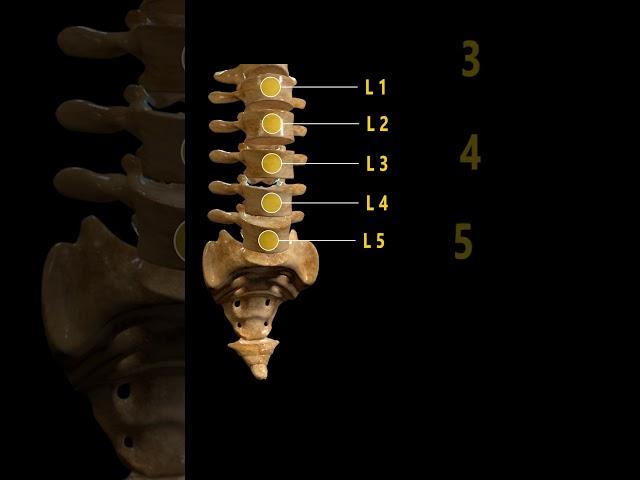 5 types of Vertebrae: 3d animation #humananatomy #spineanatomy  #biology