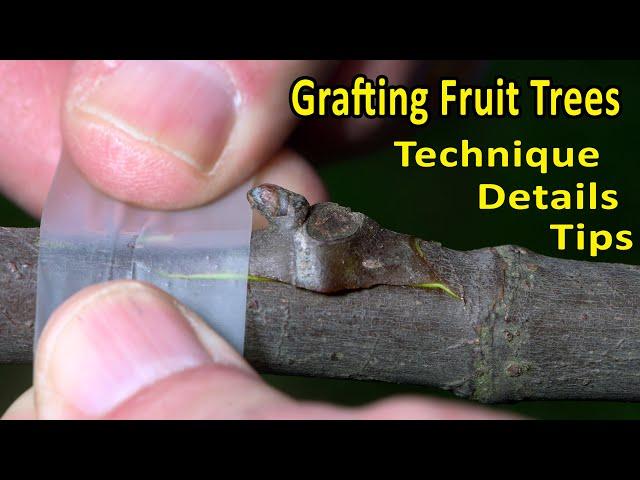 CHIP-BUD EASY GRAFTING TECHNIQUE | Peach, Plum, Citrus, Kiwi, Grape, Fig | FRUIT TREE GRAFTING