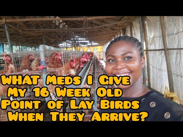 WHAT Meds I Give My 16 Week Old Point of Lay Birds When They Arrive? VLOGMAS Day 9