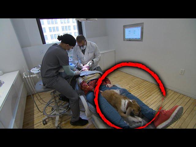 Therapy Dog Soothes Anxious Dental Patients