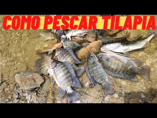 Como Pescar tilapia, TUTORIAL DE PESCA DE TILAPIA !