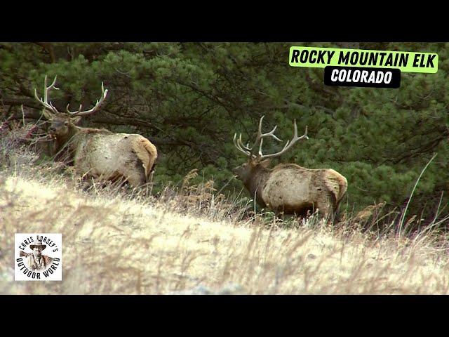 Father & Son Hunt for Colorado Elk