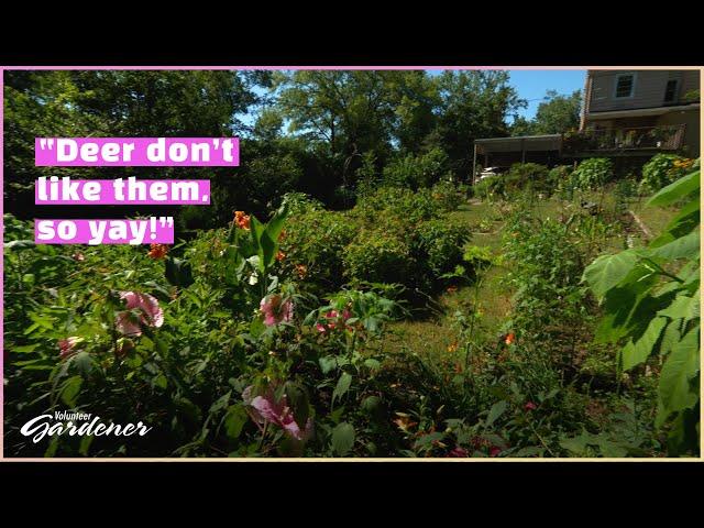 Deer-resistant plant palette | Volunteer Gardener