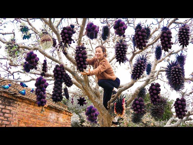 Harvesting black Ambarella |  Black Ambarella Salad with salt and pepper | UR Phương Daily Life