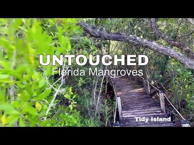 Tidy Island Mangroves: A Rare Glimpse into Florida's Unspoiled Preserve